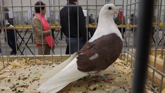 ORLIK POLSKI 90 PKT - kings-pigeons