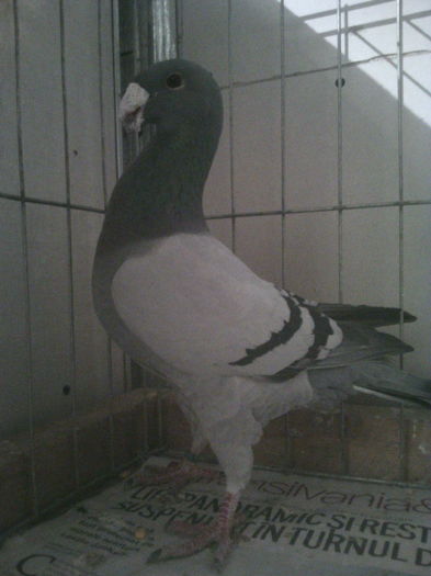 VANDUT