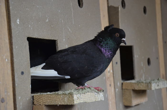 _DSC0492 - Porumbei-amintiri