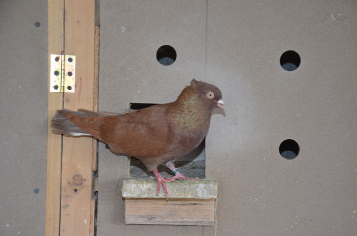 _DSC0556 - Porumbei-amintiri