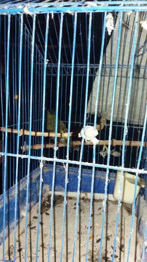 20160214_181833 - sticlete