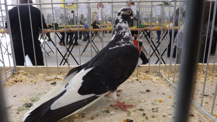 ROZTOCZE%u0143SKI WYSOKOLOTNY 90 PKT - pigeons show 2016 year