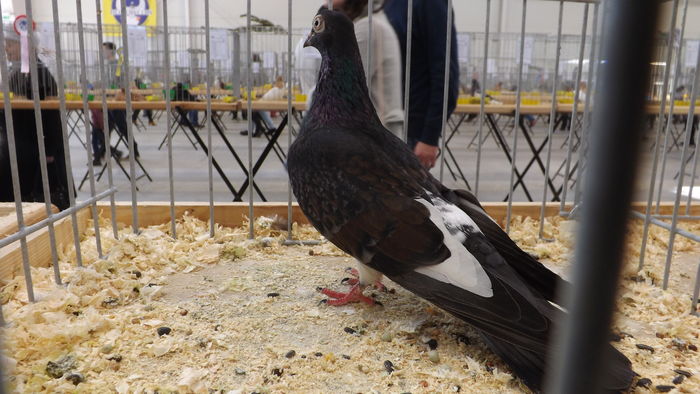 ROZTOCZE%u0143SKI WYSOKOLOTNY 95 PKT - pigeons show 2016 year