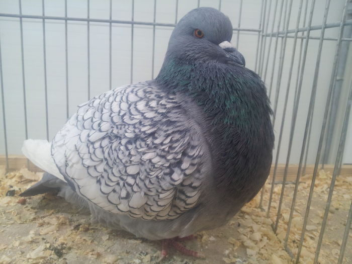 RY%u015A POLSKI 96 PKT