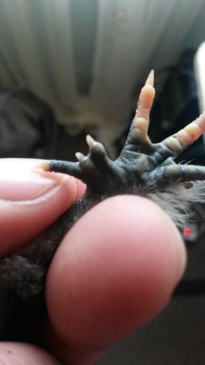 20160314; Puișor matase japoneza cu șase degete. O mutație mai des întâlnită sau o raritate? Este negru și doar la un picior are 6 degețele. Cele două sunt cam lipite.
