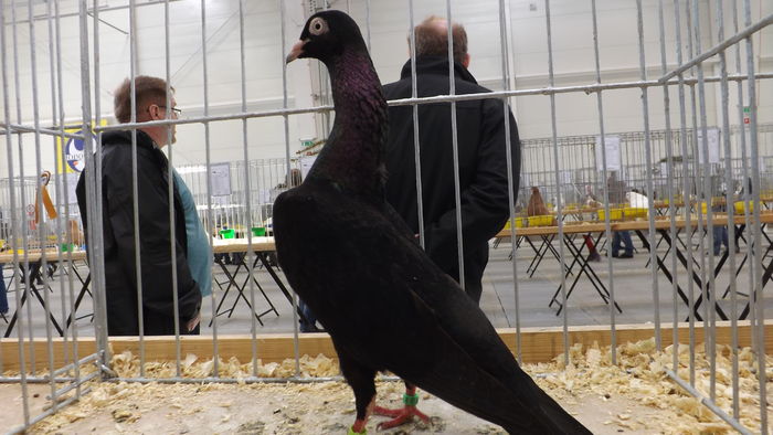 STARGARDZKI PULSUJ%u0104CY 94 PKT - pigeons show 2016 year
