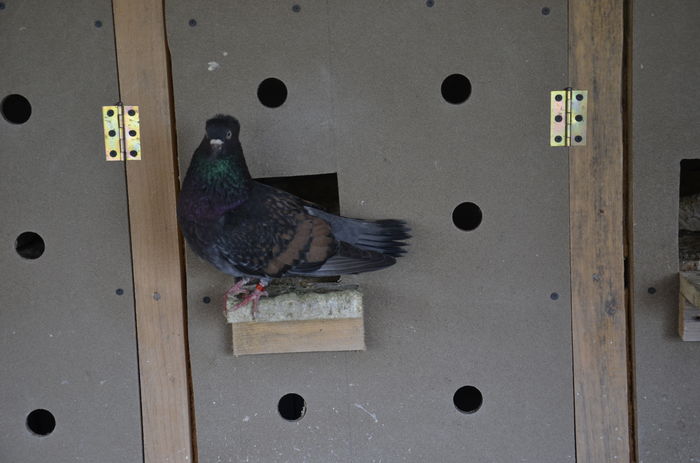 _DSC0573 - Porumbei-amintiri