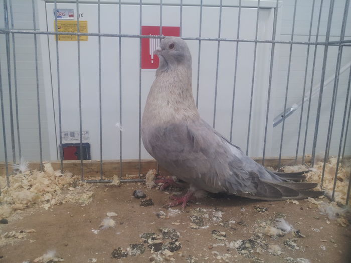 SWIFT EGIPSKI 93 PKT