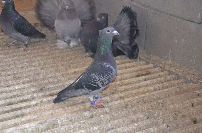 _DSC0464 - Porumbei-amintiri