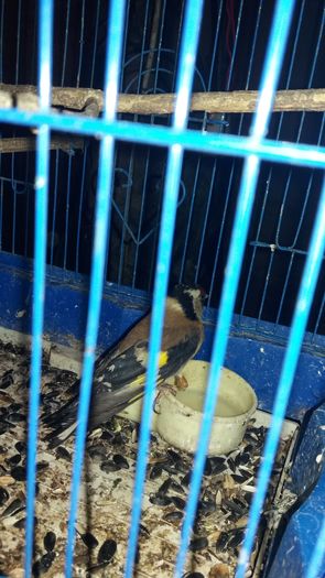 20160314_215059 - sticlete