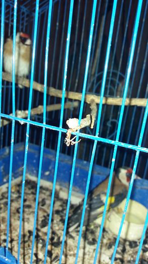 20160314_215054 - sticlete