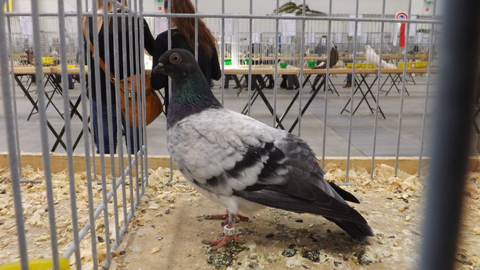 W%u0118GI%u0118RSKI DERESZ 95 PKT