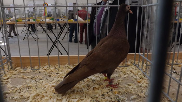 WIEDE%u0143SKI LOTNY  93 PKT - pigeons show 2016 year