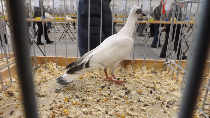 WIEDE%u0143SKI LOTNY 92 PKT (3)