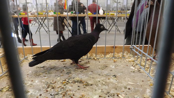 WIEDE%u0143SKI LOTNY 95 PKT