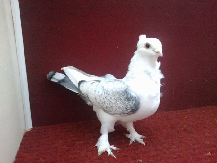 Femela EE RO 15 9506 - poza 6