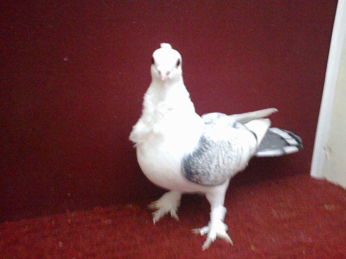 Femela EE RO 15 9506 - poza 8