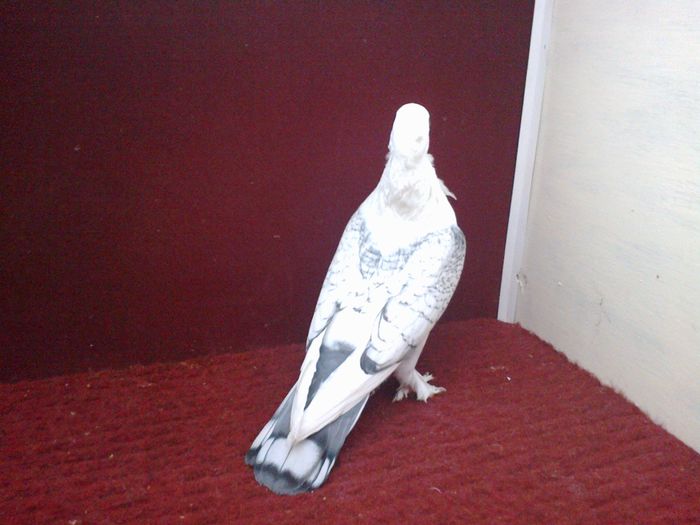 Femela EE RO 15 9506 - poza 9