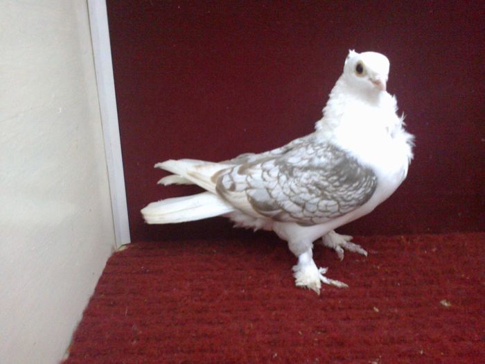 Femela EE RO 15 9507 - poza 3