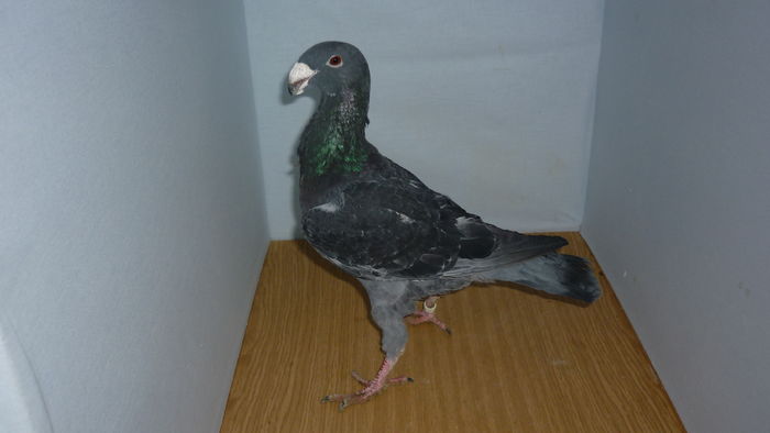 M 9494 - Voiajori Germani Poze