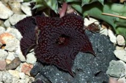 105739324_HFGNUEU3 - Imi doresc sa fac o colectie de Stapelia 2017