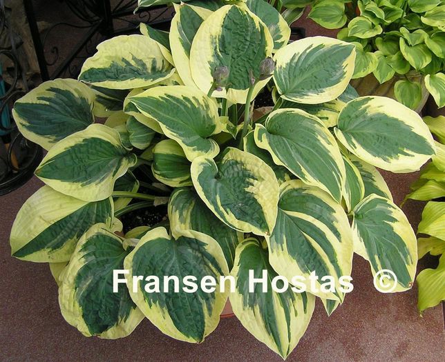 Hosta_Mama_Mia