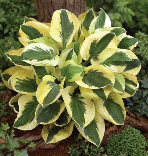 Hosta+'Brim+Cup'