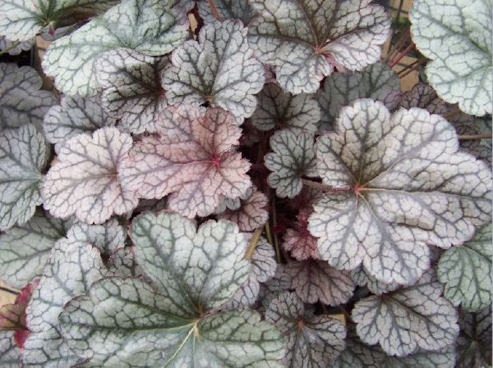 silver scrools-ach - Colectie heuchera