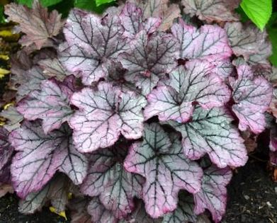 spellbound-ach - Colectie heuchera