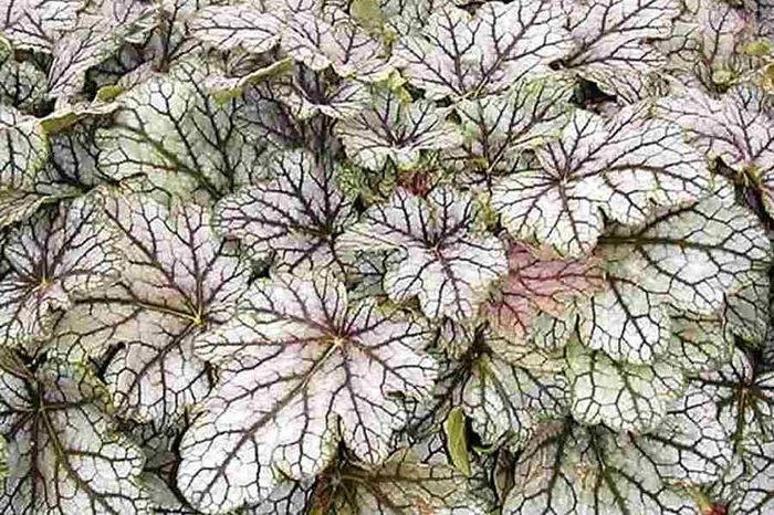 venus-ach - Colectie heuchera