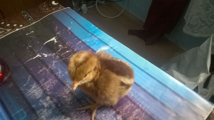 WP_20160315_10_46_39_Pro