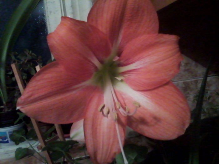 IMG_20160218_205112 - Amaryllis