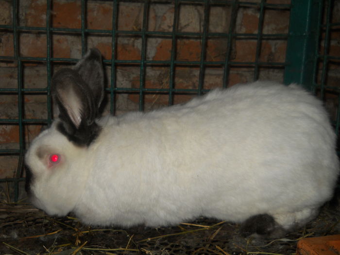 mascul nr 1 , la 4 ani !