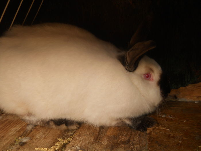 femela 4 la 8 luni .