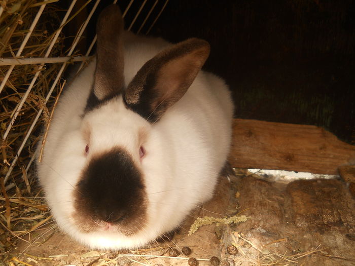 femela 4 la 8 luni .