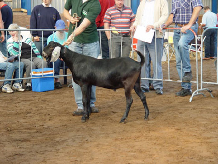 Black Dion v Ijsselstee; tatal lui bram cand era mai mic
