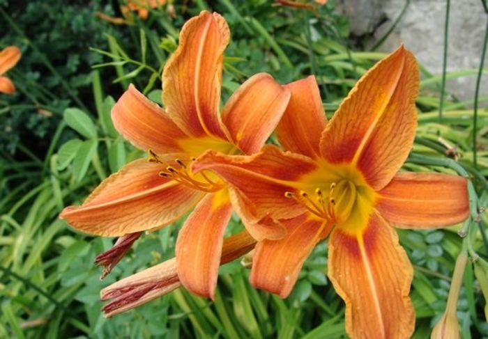 dsc08068 - crin Hemerocallis