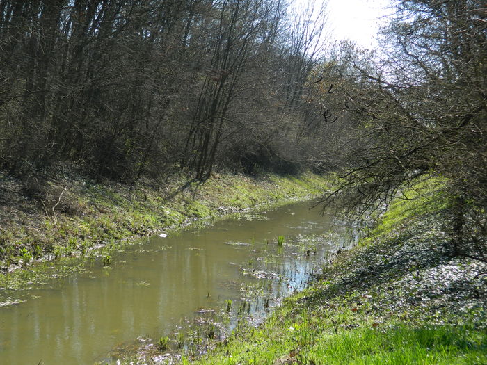 DSCN0758 - 2016 LA PADURE TIMISOARA