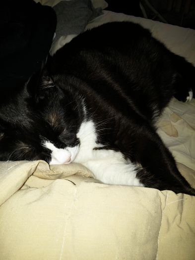 20160314_111057 - animalute