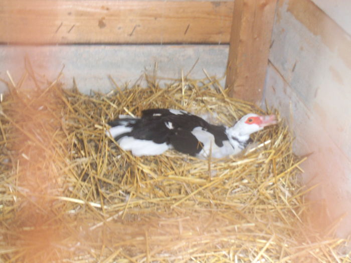 DSCF7406 - pasari de rasa-ratele melel lesesti