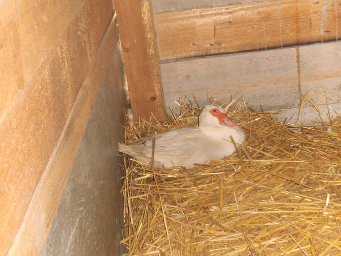 DSCF7405 - pasari de rasa-ratele melel lesesti