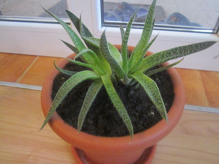 Aloe