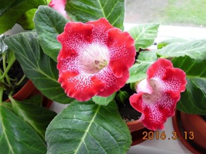 Tigrina Red