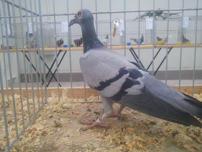 LISTONOSZ POLSKI 95 PKT (2)