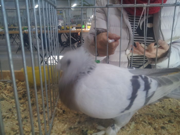 LUCERNEŃSKI ZŁOTOPIERŚNY 94 PKT