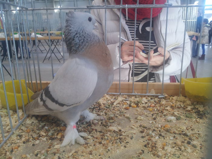 LUCERNEŃSKI ZOTOPIERŚNY 95 PKT