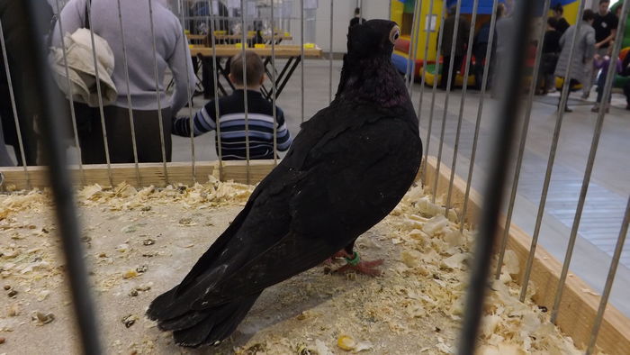 MAŚCIUCH POLSKI 90 PKT (2)