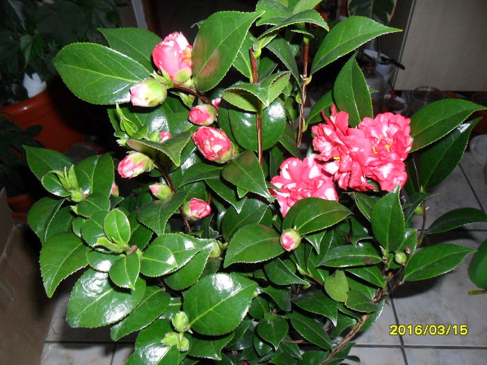 SAM_2653 - Camelia