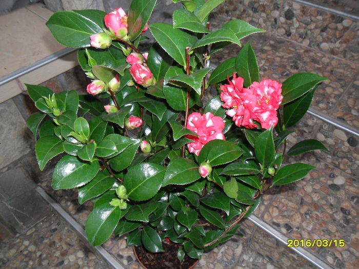 SAM_2656 - Camelia