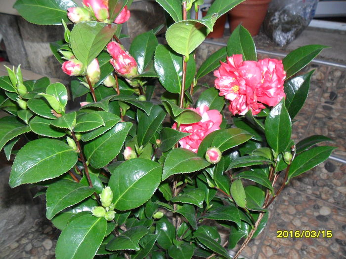 SAM_2657 - Camelia